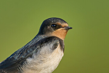Barn swallow (Hirundo rustica)