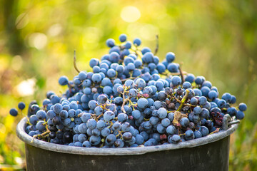 Bucket of grapes during the picking in the vineyard. The name of Cabernet Franc vine grapes in the crate at the harvest season.