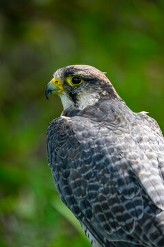 Falco biarmicus or borni falcon, barni or lanario is a species of falconiform bird in the Falconidae family
