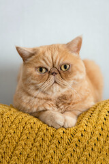 Portrait of beautiful chubby ginger exotic shorthair cat on a yellow pillow. Funny animal face