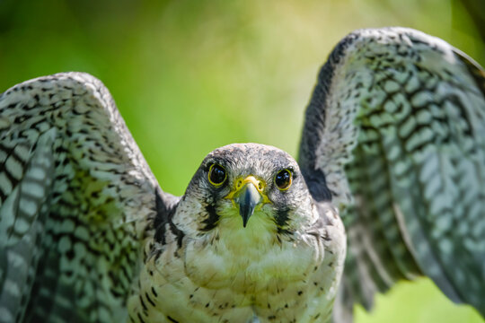 Falco biarmicus or borni falcon, barni or lanario is a species of falconiform bird in the Falconidae family