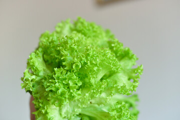 green lettuce leaves are washed under water in the kitchen