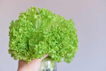 green lettuce leaves are washed under water in the kitchen