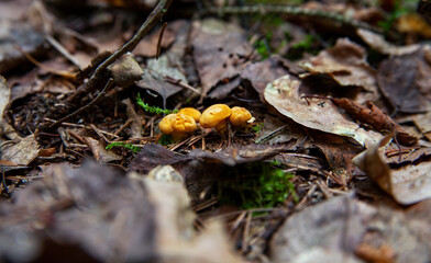 Beautiful chanterelle mushrooms in the forest. Shallow depth of field