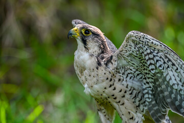 Falco peregrinus female or peregrine falcon, is a species of falconiform bird in the Falconidae...