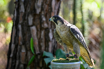 Falco peregrinus female or peregrine falcon, is a species of falconiform bird in the Falconidae...