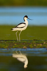 Pied avocet (Recurvirostra avosetta)