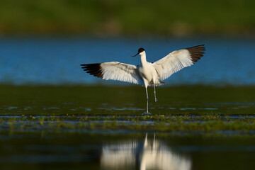 Pied avocet (Recurvirostra avosetta)