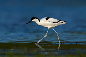 Pied avocet (Recurvirostra avosetta)