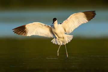 Pied avocet (Recurvirostra avosetta)