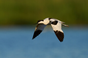 Pied avocet (Recurvirostra avosetta)