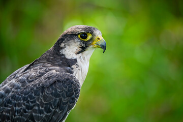 Falco peregrinus female or peregrine falcon, is a species of falconiform bird in the Falconidae...