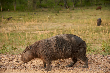 Capybara, hydrochoerus hydrochaeris, largest living rodent, native to South America,  a summer afternoon, in El Palmar National Park, Entre Rios, Argentina.