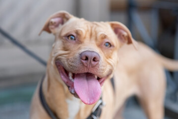 Beautiful beige pit bull with tongue hanging out
