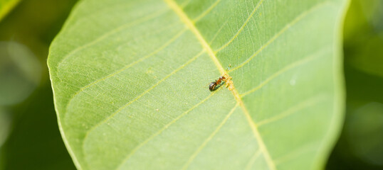small ant sitting on green leaf