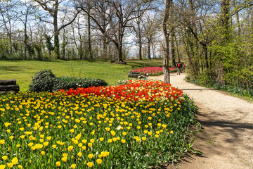 Obraz premium Beautiful blooming tulips at Pralormo Castle during Messer Tulipano exhibition, Piedmont, Italy