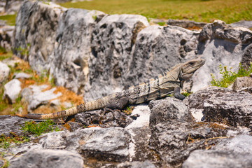 Iguana lizard in ancient ruins of Maya in El Rey Archaeological Zone near Cancun, Yukatan, Mexico