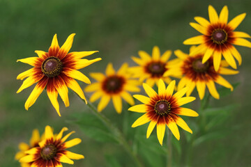 Rudbeckia with yellow flowers blooms in the garden in summer. Rudbeckia bicolor. Yellow and orange black-eyed or African daisy flower with green background . Rudbeckia hirta. Beauty in nature. 
