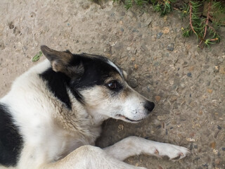 dog lying on the ground