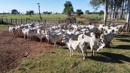 Bois Nelores, no curral. Gado na mangueira, gado nelore. Boi Nelore, Vaca Nelore, Garrote, Touro nelore. PO. Fazenda de gado. Fazenda de Gado, agricultura, agro, agro show, boiada, comitiva, minas ger