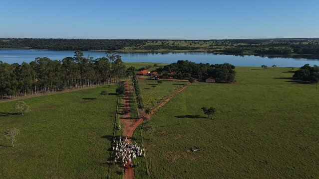 Bois Nelores, no curral. Gado na mangueira, gado nelore. Boi Nelore, Vaca Nelore, Garrote, Touro nelore. PO. Fazenda de gado. Fazenda de Gado, agricultura, agro, agro show, boiada, comitiva, minas ger