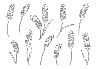 Wheat grain ear, nature set, continuous art line drawing. Linear sketch of wheat, barley, rice, corn, oat ear and grain. Outline spica plant for agriculture, cereal products, bakery. Vector