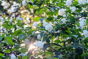 White jasmine flowers in the evening sun. Bake.