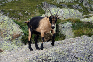 Ziege auf dem Orenknott im Vinschgau