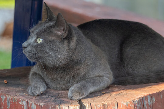 A gray cat lies basking .Close-up.