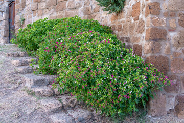 Fototapeta na wymiar Rich, plentiful, isolated flower pots with bushes in the courtyard in front of an ancient building wall