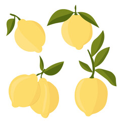 Set with lemons. Citrus cutting into slices, slices, circles. Ripe fresh lemons on a tree branch.