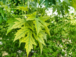 Maple Tree (Acer Platanoides) leaf