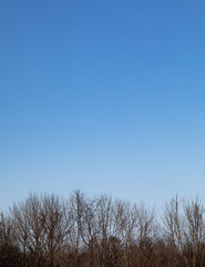 Bare tree tops in winter under a clear blue sky