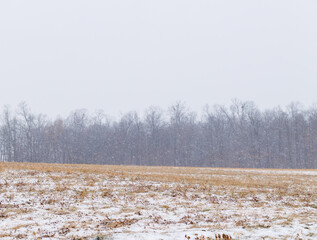 Snowy field in the blustery snow with trees in the background | Amish country, Ohio