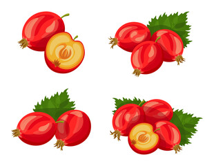 Set of fresh hawthorn in cartoon style. Vector illustration of berries large and small sizes with leaves and separately on white background.