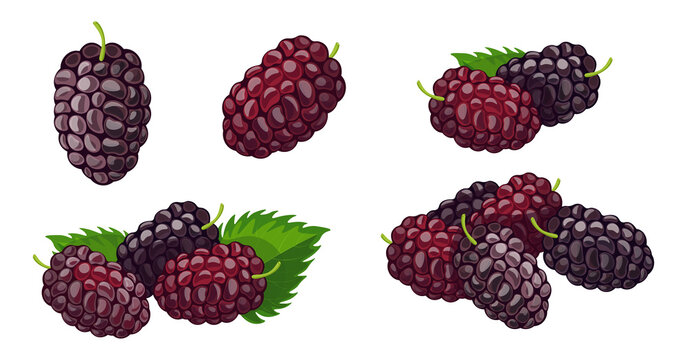 Set of fresh blue mulberry in cartoon style. Vector illustration of berries large and small sizes with leaves and separately on white background.