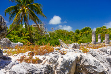 Fototapeta na wymiar Iguana lizard in ancient ruins of Maya in El Rey Archaeological Zone near Cancun, Yukatan, Mexico