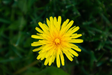 Top view on yellow dandelion flower blooming in nature in summer on green meadow, close-up. Blurred background