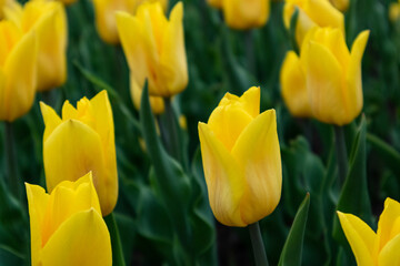 Yellow tulips with vivid greenery, flowers close-up with blurred background, spring blossom. Vibrant botanical meadow