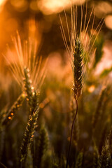Spikelets of wheat growing at sunset. Soft sunlight falls on fresh leaves of cereals. Agriculture concept.
