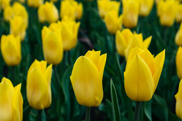 Obraz premium Yellow tulips with vivid greenery, flowers field close-up with blurred background. Vibrant botany blooming in spring