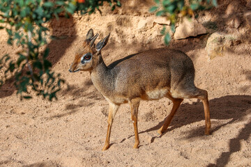 Klipspringer, small antelope from Kenya-Africa, walking alone. 