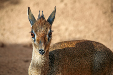 Close-up of klipspringer, a small antelope from Kenya-Africa, on a large rock.