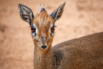 Close-up of klipspringer, a small antelope from Kenya-Africa, on a large rock. © Alberto