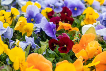 Obraz na płótnie Canvas Vibrant colorful yellow, orange, red and blue Viola Cornuta pansies flowers close-up, floral background with blooming colorful heartsease pansy flowers