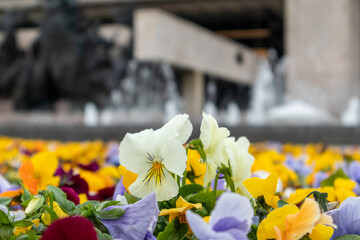 Fototapety na wymiar - Fototapeta24.pl