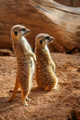 Close-up of a pair of standing meerkats