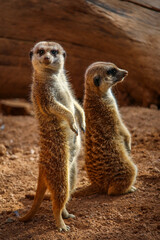 Naklejka na ściany i meble Close-up of a pair of standing meerkats