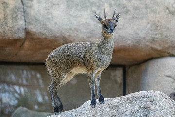 The klipspringer, a small antelope from Kenya-Africa, on a large rock. © Alberto