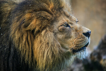 Obraz premium Close-up profile of the face of a lion with a large mane. 